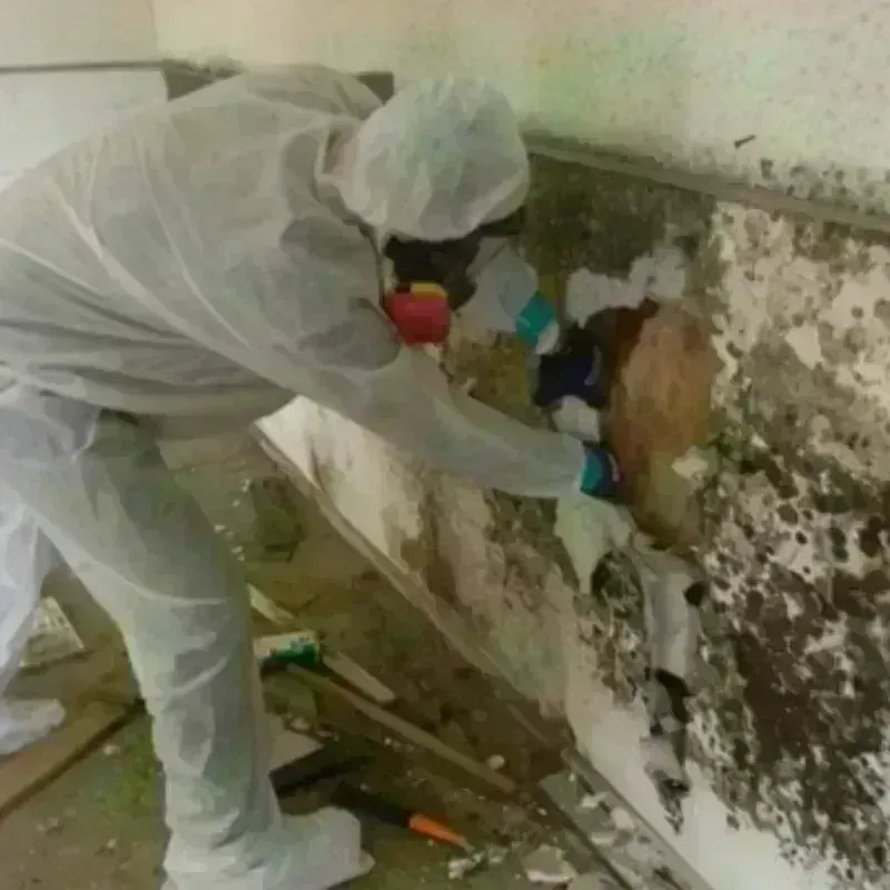 Mold Remediation and Removal in Dalton, GA